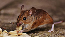 24 Hour & Emergency Exterminators in Jamestown, ND